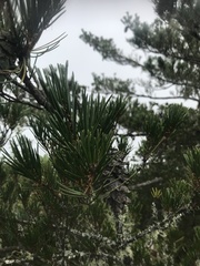 Pinus morrisonicola