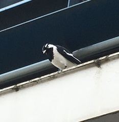 Grallina cyanoleuca