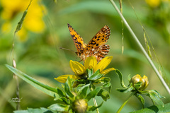 Boloria selene