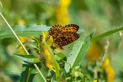 Boloria selene