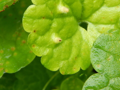 Rondaniola bursaria
