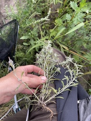 Gnaphalium uliginosum