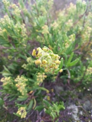 Tetragonia fruticosa