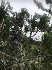 Pinus morrisonicola