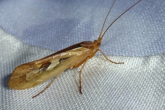 Limnephilus rhombicus