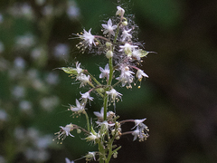 Tiarella trifoliata trifoliata