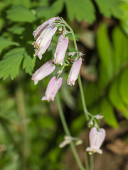 Dicentra formosa