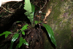 Asplenium australasicum