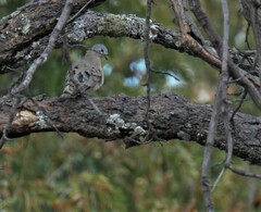 Turtur chalcospilos