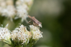 Harmostes fraterculus