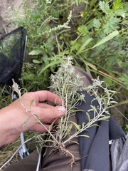 Gnaphalium uliginosum