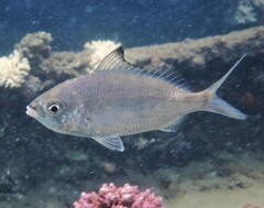 Gerres subfasciatus
