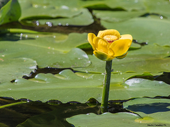 Nuphar polysepala