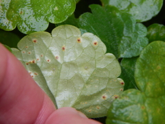 Rondaniola bursaria