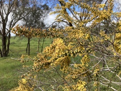 Acacia acinacea