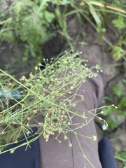 Spergula arvensis