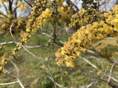 Acacia acinacea