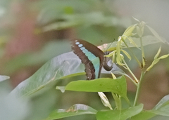 Graphium