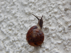 Helicigona lapicida