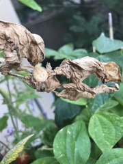 Anyphaena accentuata