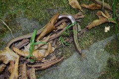 Anguis colchica