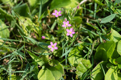 Centaurium pulchellum