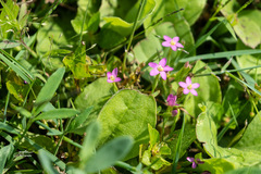Centaurium pulchellum