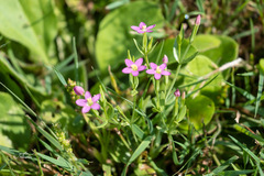 Centaurium pulchellum