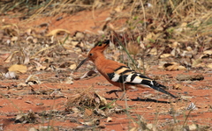 Upupa epops africana