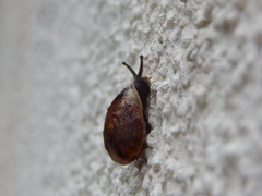 Helicigona lapicida