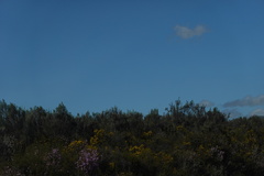 Dicerothamnus rhinocerotis