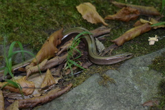 Anguis colchica