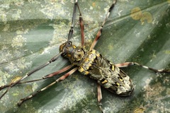 Macropophora trochlearis