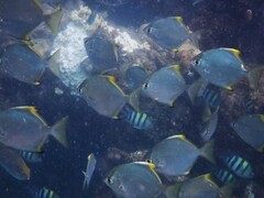Monodactylus argenteus