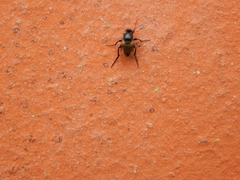 Phoridae