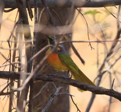 Telophorus sulfureopectus
