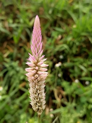 Celosia argentea