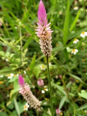 Celosia argentea