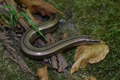 Anguis colchica