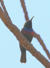 Cinnyris mariquensis