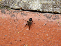 Phoridae
