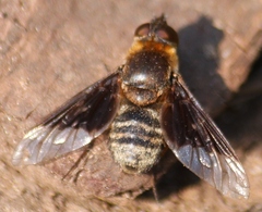 Paravilla separata