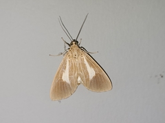 Asota