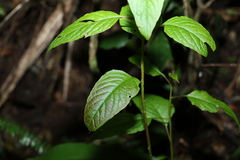 Deeringia amaranthoides