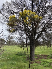 Acacia pycnantha
