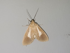 Asota