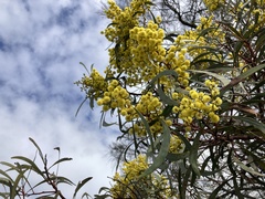 Acacia pycnantha