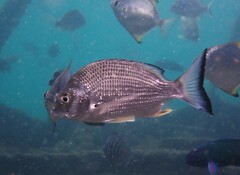 Acanthopagrus australis