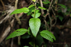 Deeringia amaranthoides