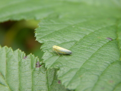 Cicadella viridis
